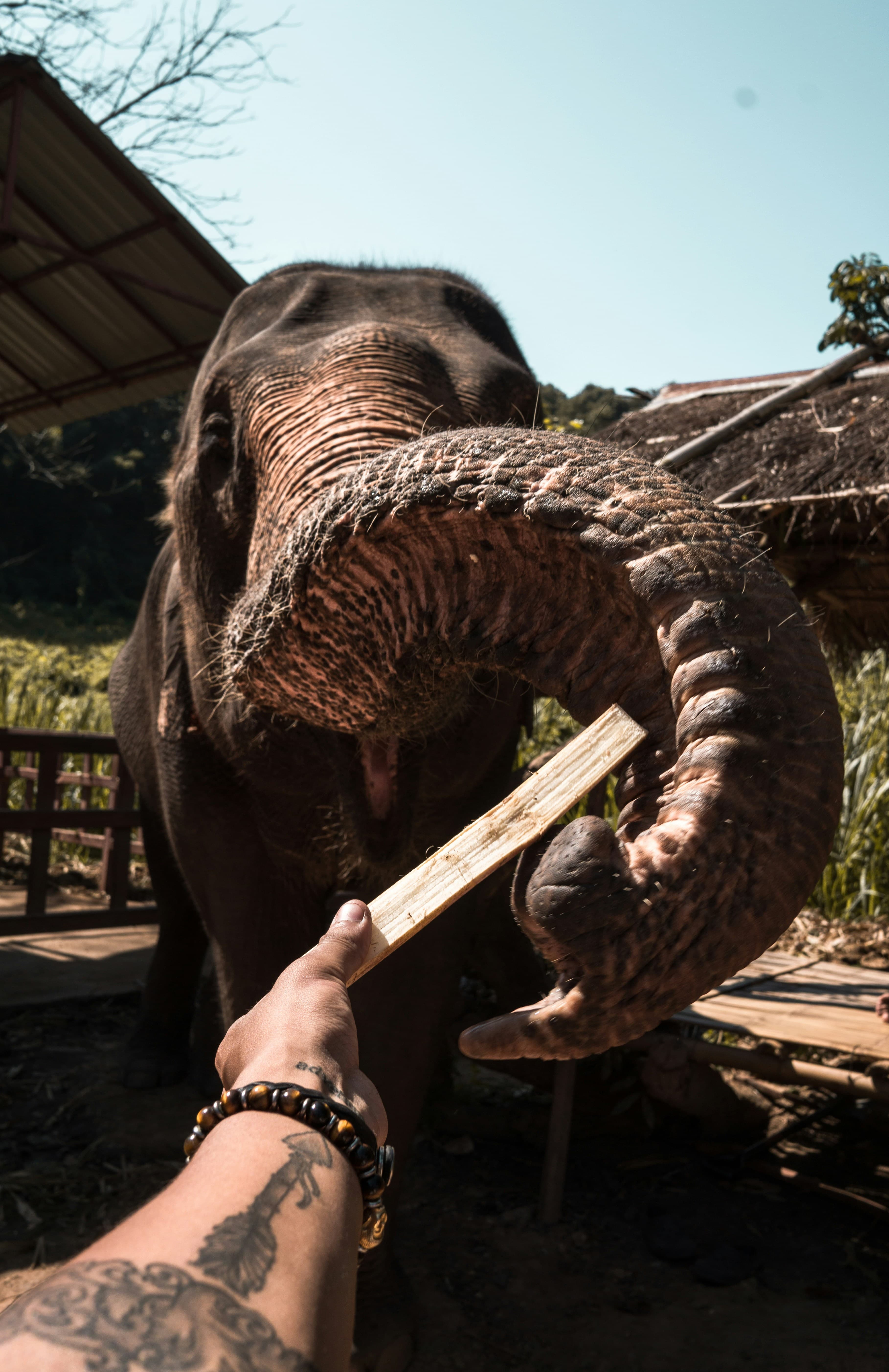 Wildlife & Elephant Safaris