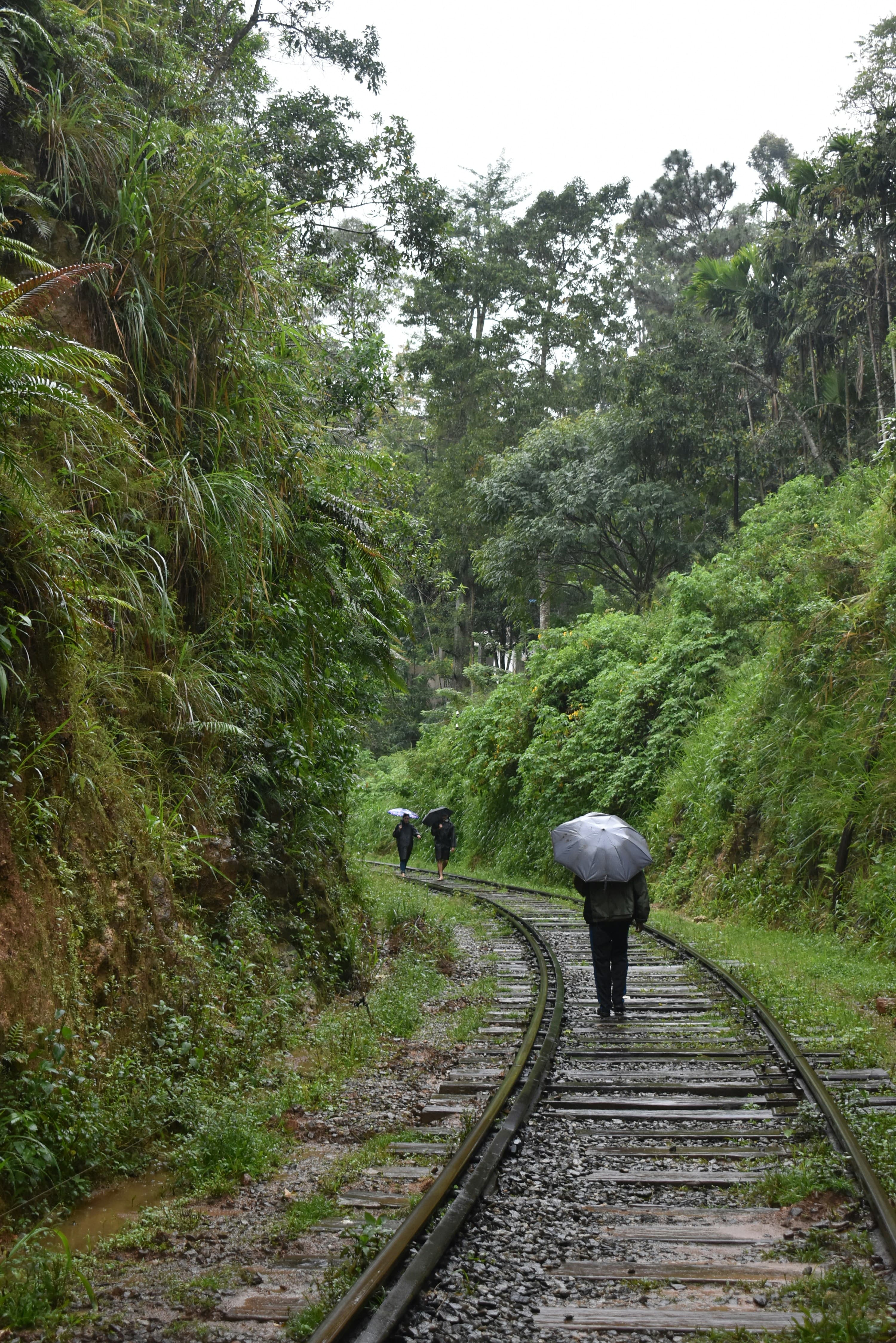 Wildlife & Elephant Safaris