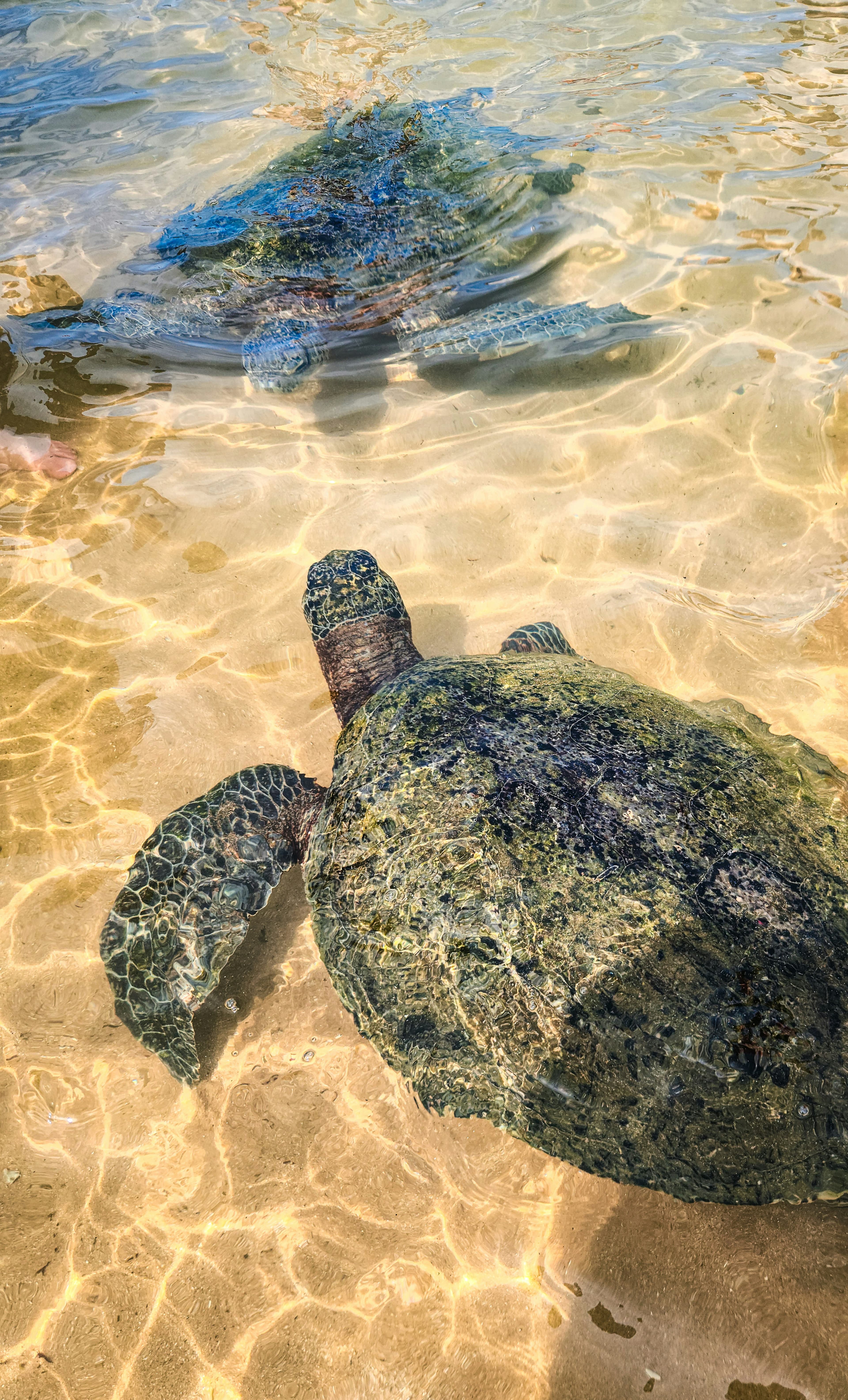 Surfing & Ocean Adventures
