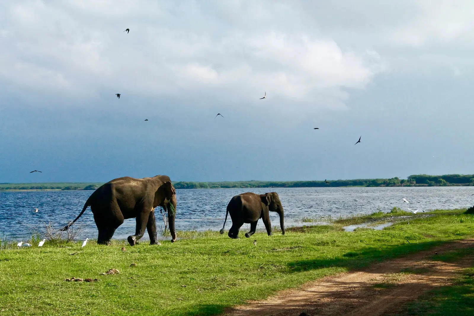 Wild elephants grazing beside a reservoir in Sri Lanka