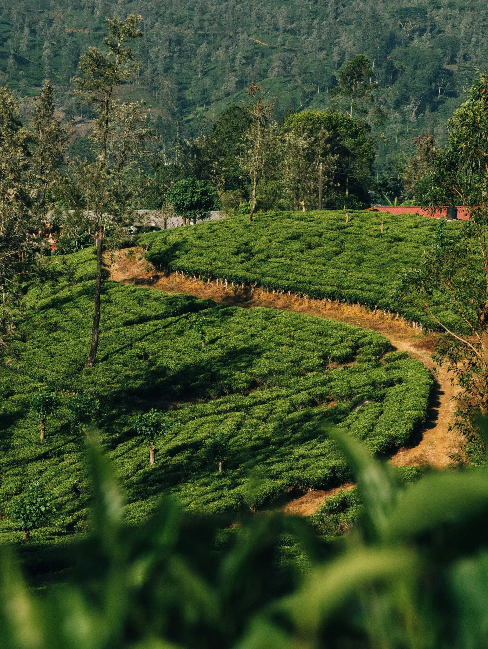 Sri Lanka travel destination