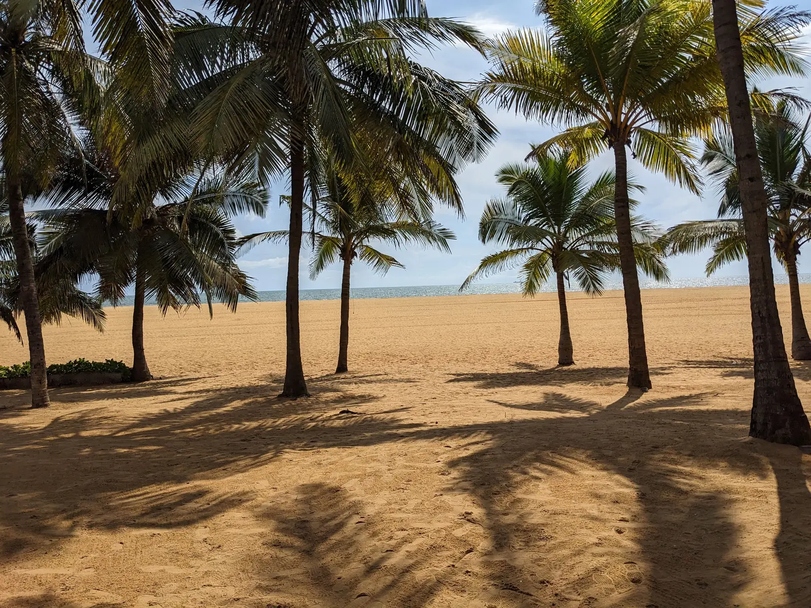 Palm trees along the wide sandy beach at Negombo