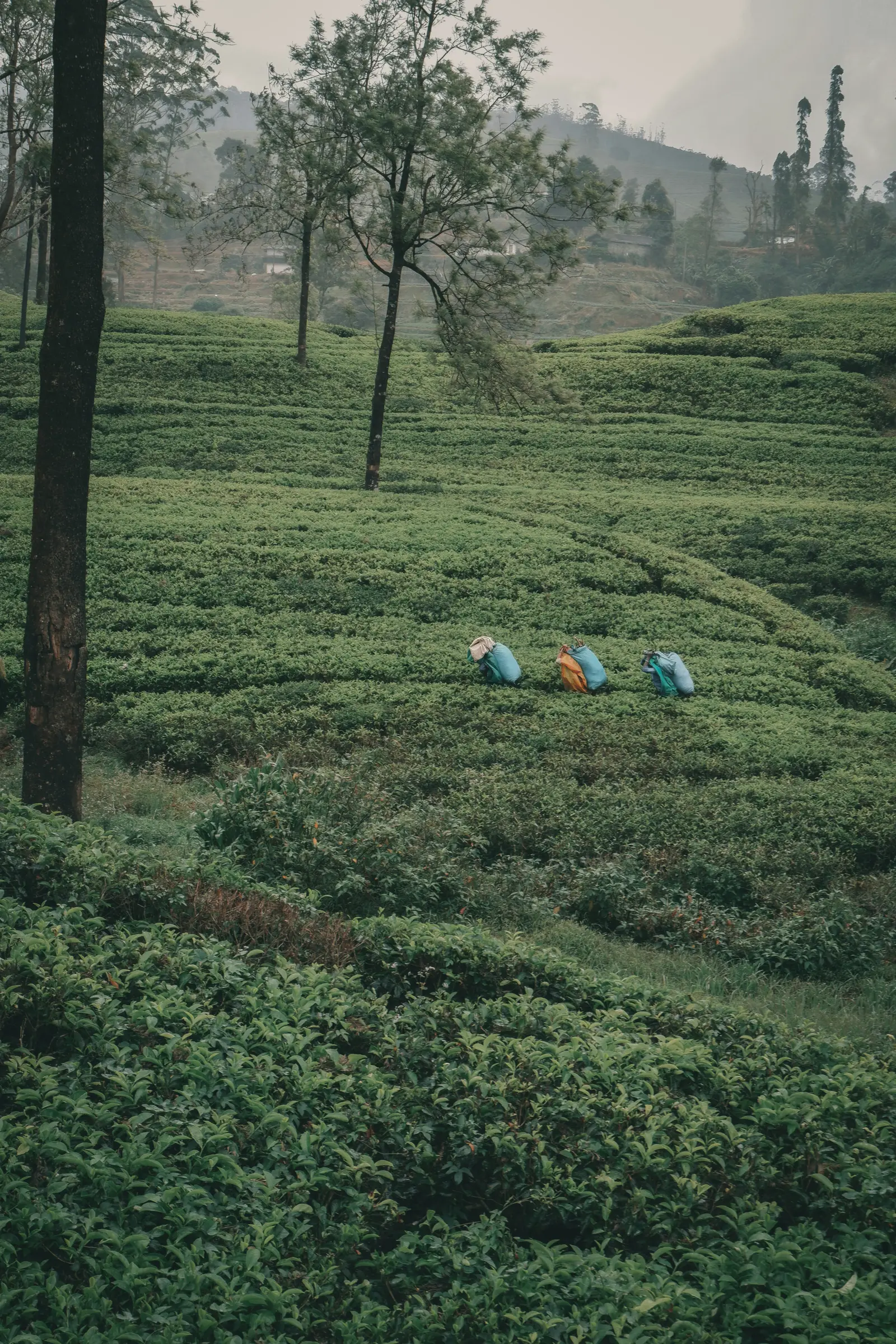Sri Lanka travel destination