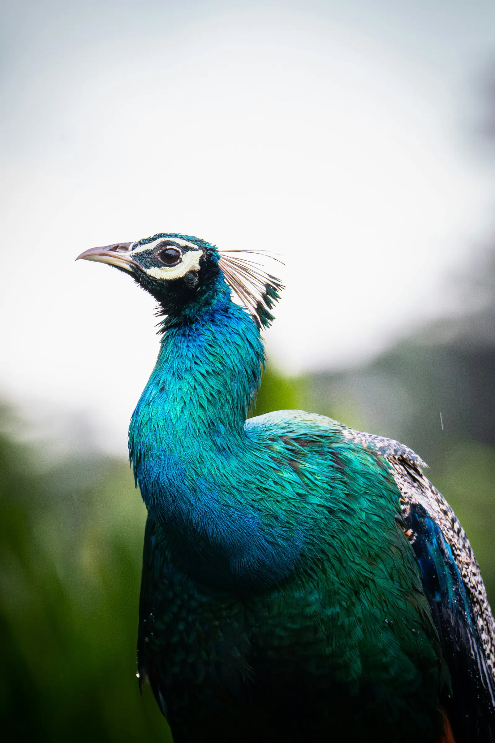 A peacock in Sri Lanka’s tropical wildlife landscape