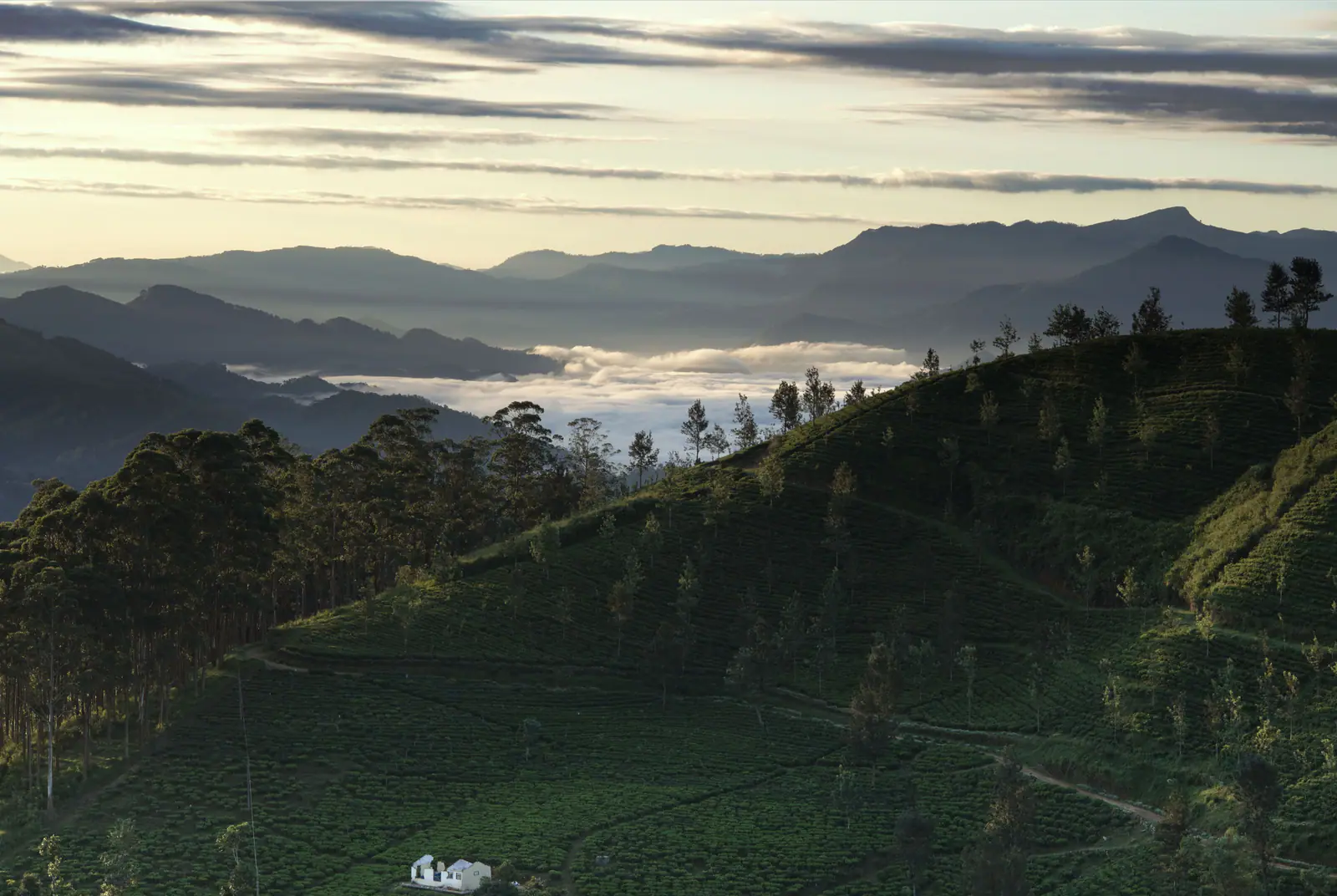 Tea-covered hills across Sri Lanka’s central highlands