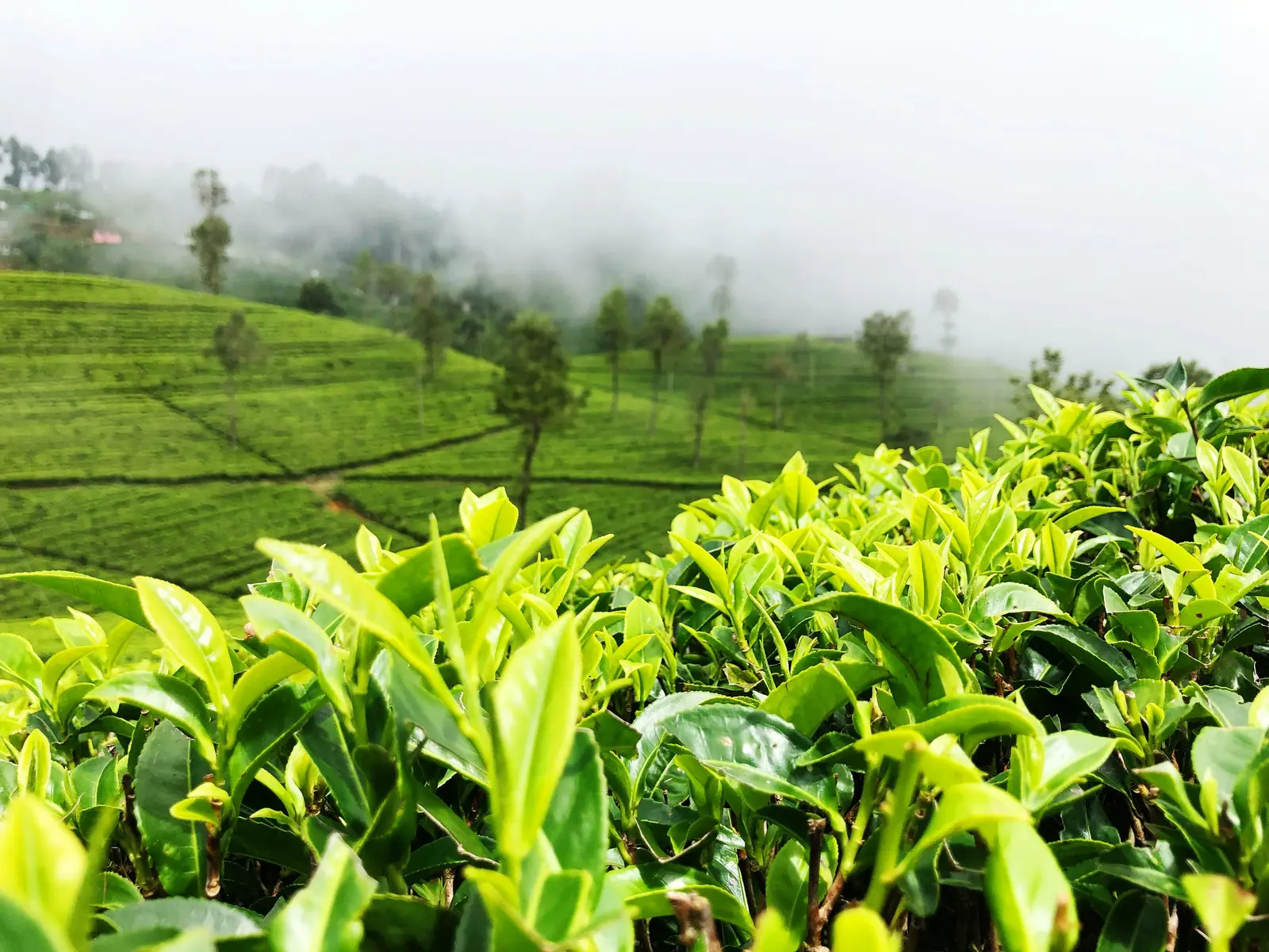 Matale Spice Garden Experience in Matale, Sri Lanka