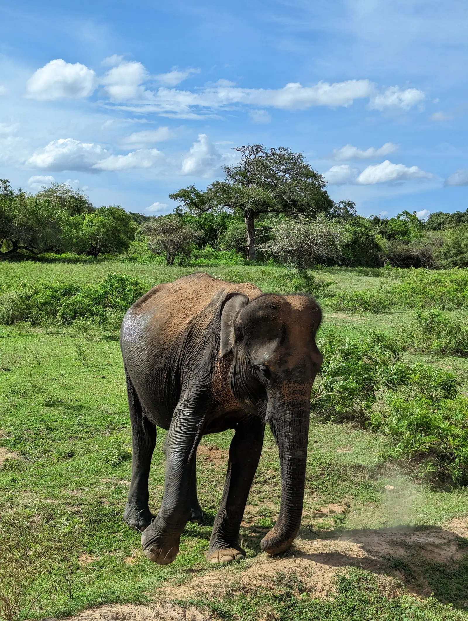 Wild elephant grazing across open savanna in Udawalawe